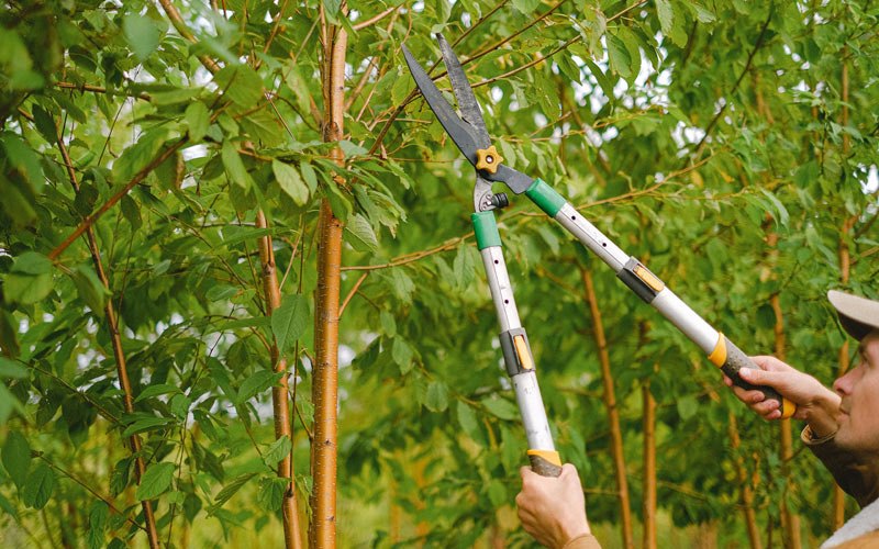 Tree trimming in Holy Cross, AK