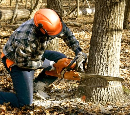 Tree Removal in Holy Cross, AK